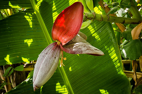 Iao Valley State Park-26