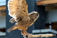 07-20 Owl--3