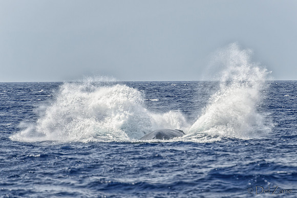 01-28 Whales TIFFS--35