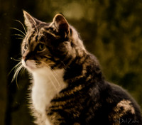 Cats-4