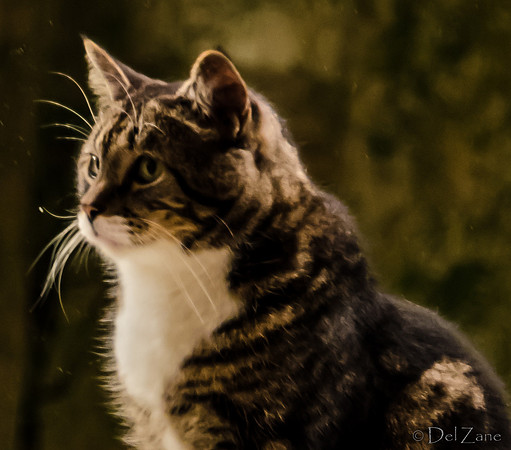 Cats-4