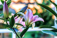 07-22 Lillies Tiffs--5