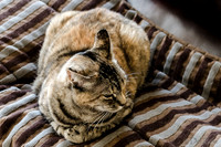 Cats on Parade-6