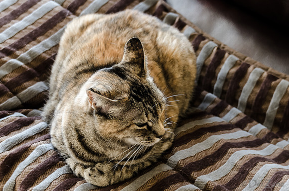 Cats on Parade-6