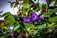 Mother's Day Garden Walk--13
