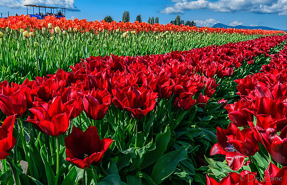 04-08 Tulips and Kites TIFFs--30