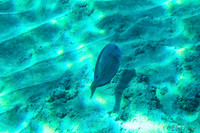 01-18 Makena Underwater TIFFs--5