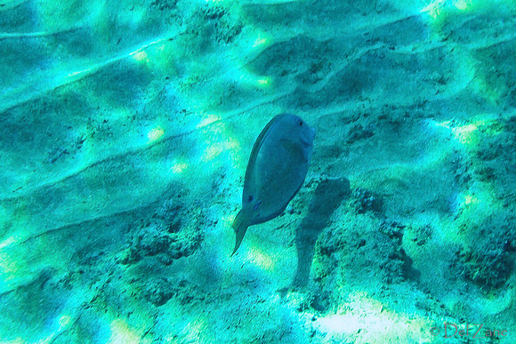 01-18 Makena Underwater TIFFs--5