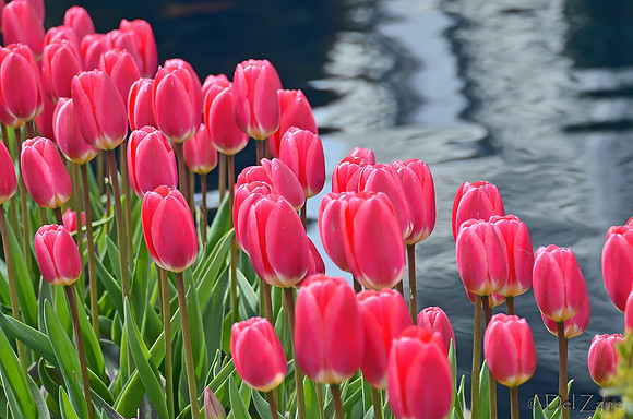 04-02 Tulip Town Redux TIFFs-2-20