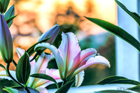 07-22 Lillies Tiffs--8
