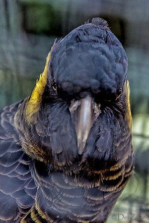 Bonorong Animals--20