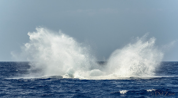 01-28 Whales TIFFS--10