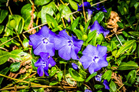 Early Spring Blooms-11