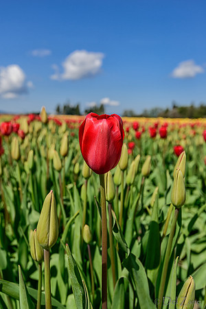 04-08 Tulips and Kites TIFFs--24