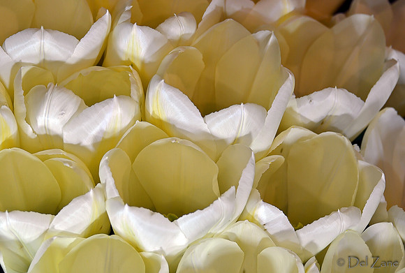 04-02 Tulip Town Redux TIFFs-2-15