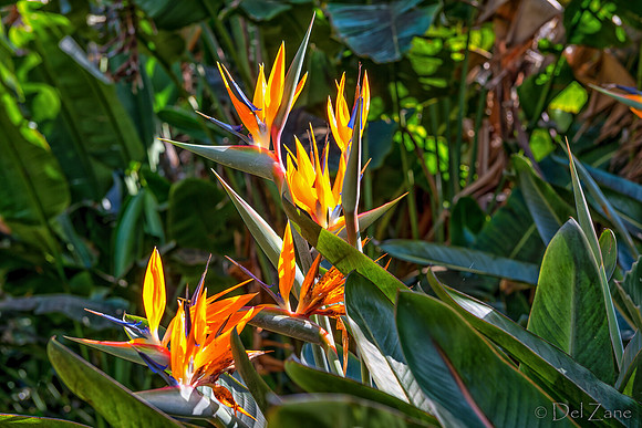 01-23 Kula Botanical Gardens TIFFs--29