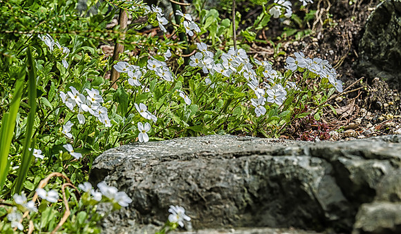 Early Spring Blooms-32