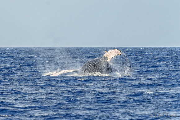 01-28 Whales TIFFS--26