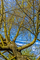 Early Spring Blooms-19