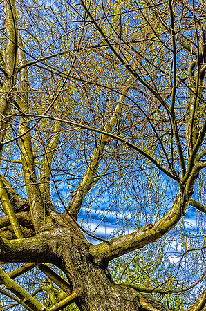 Early Spring Blooms-19