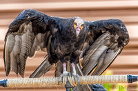 07-20 Yellow Head Hawk--3
