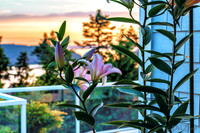 07-22 Lillies Tiffs--4