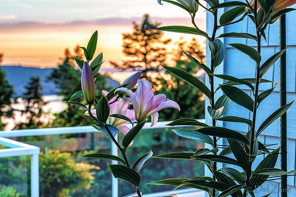 07-22 Lillies Tiffs--4