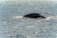 01-28 Whales TIFFS--2