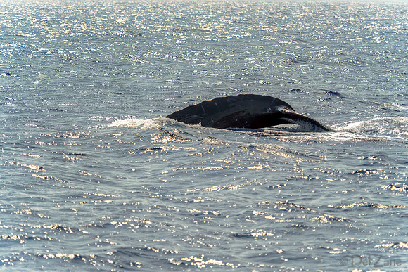 01-28 Whales TIFFS--2