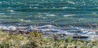 10-19 Burrows Bay Seagulls--4