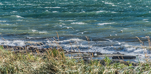 10-19 Burrows Bay Seagulls--4