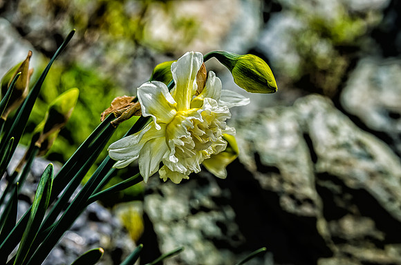 Early Spring Blooms-28