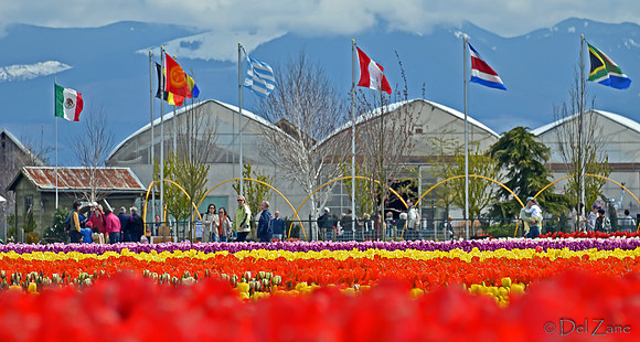04-02 Tulip Town Redux TIFFs-2-29
