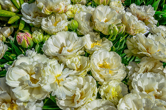 04-08 Tulips and Kites TIFFs--7