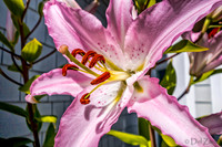 07-21 Lillies TIFFs--10