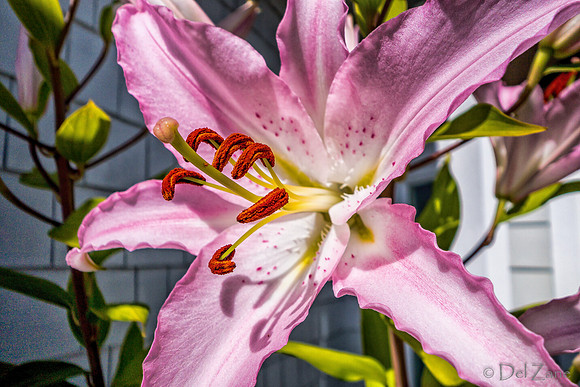 07-21 Lillies TIFFs--10