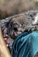 Bonorong Animals--15