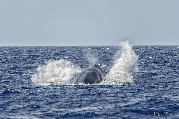 01-28 Whales TIFFS--34