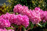 05-20 Clematis & Rhododendron TIFFs--19