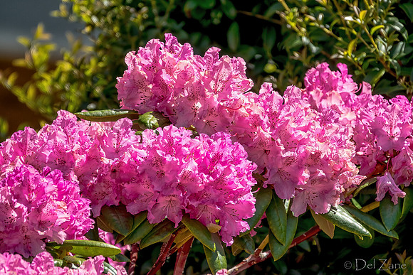 05-20 Clematis & Rhododendron TIFFs--19