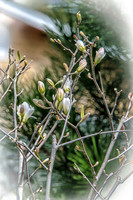 Early Spring Blooms-6