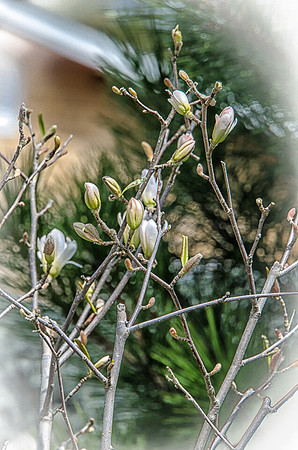 Early Spring Blooms-6