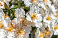 05-03 Clematis TIFFs--3