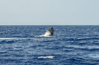 01-28 Whales TIFFS--13