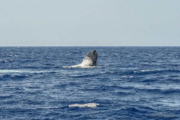 01-28 Whales TIFFS--13