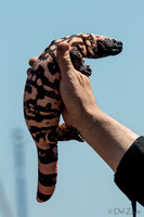 07-20 Misc Animals_reptiles--2
