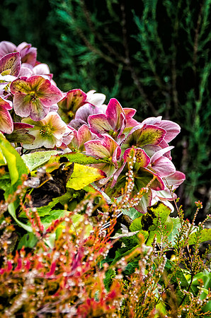 Early Spring Blooms-41