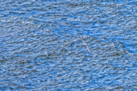 Fiords--15