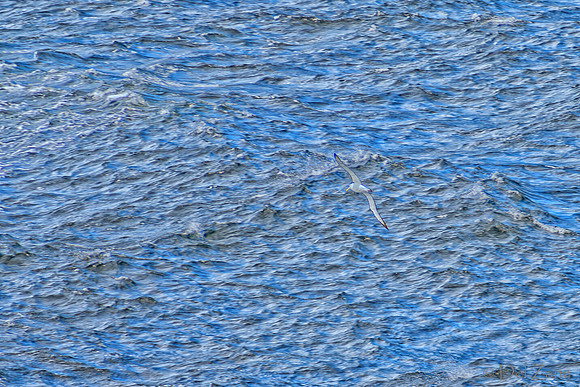 Fiords--15