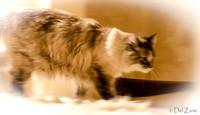 Cats-21